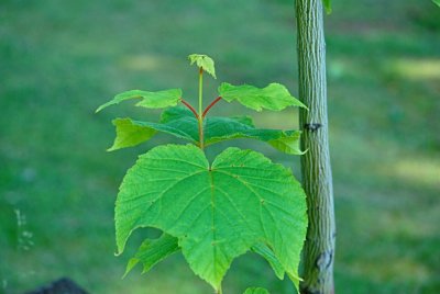 Acer pensylvanicum - javor pensylvánský - letní listy s větévkou